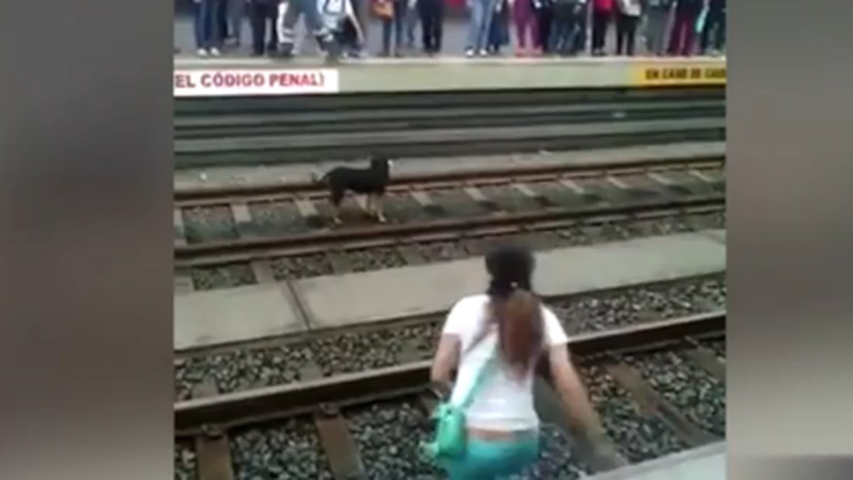 Kvinnan riskerade sitt liv för att rädda hunden. 